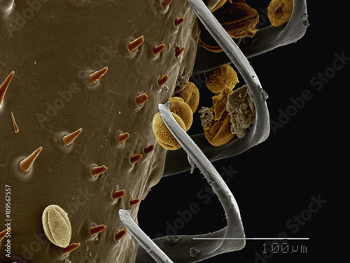 Coloured SEM of hamuli on wing of bumblebee (Apidae) photo