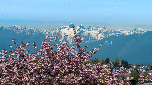 cheery blossom around the city,Vancouver BC Canada