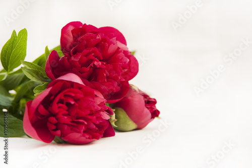 Dark red peony flowers on a white background