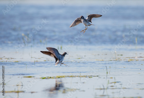 Zwei Bruchwasserläufer kämpfen in einem flachen See um das beste Revier