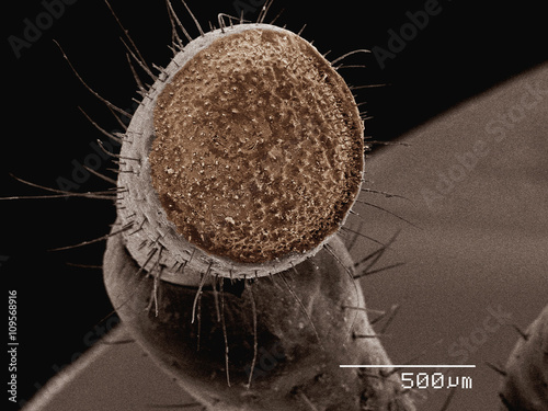 Coloured SEM of palp of grasshopper (Romalea sp) photo