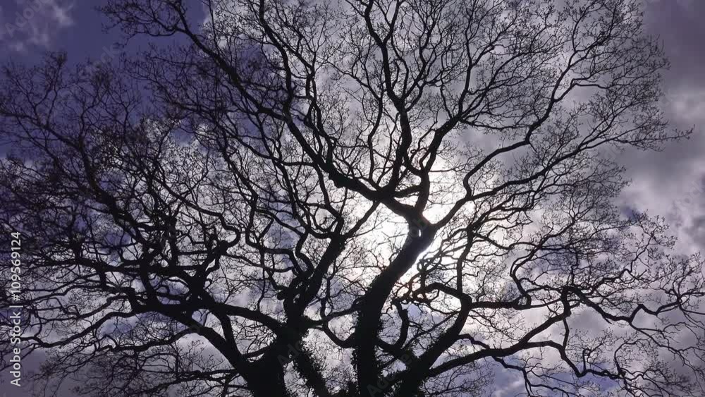 Oak Tree against a blue sky and clouds background - Shropshire, Midlands, England: May 2016 Oak Tree against a blue sky and clouds background - Shropshire, Midlands, England: May 2016