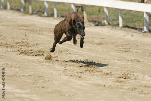 Young greyhound running on a ttraining full speed