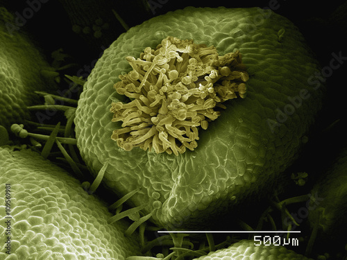 Coloured SEM of flower of false rue anemone (Enemion sp) photo