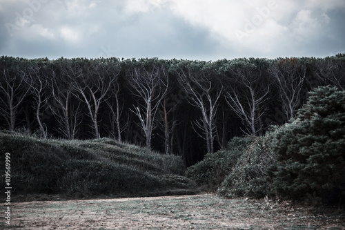 Trees on the edge of dense dark forest,Sardinia, Italy photo