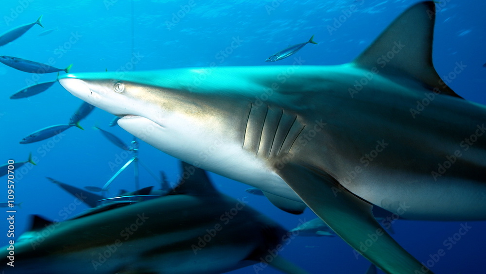 Obraz premium Detail of shark's head