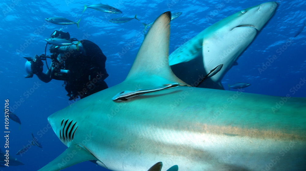 Fototapeta premium Two sharks and scuba diver