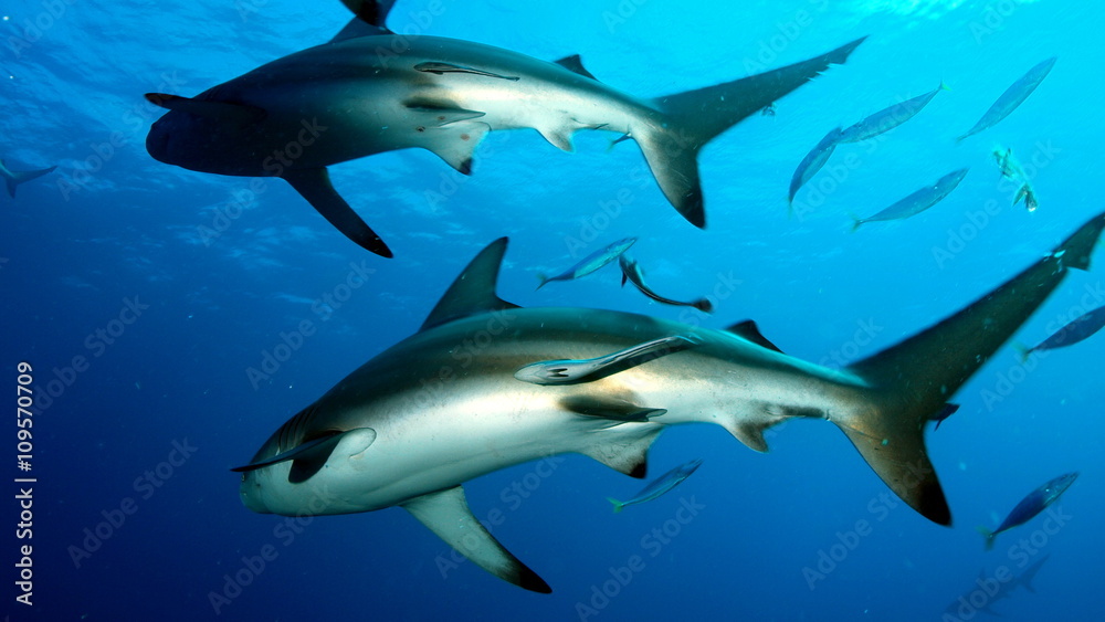 Two sharks swimming same Two sharks swimming same