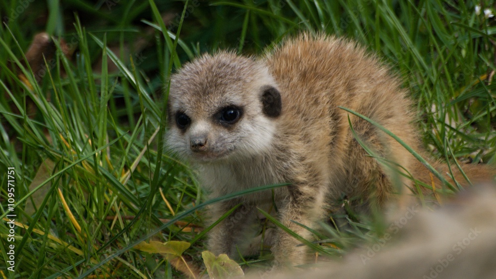 Fototapeta premium Little meerkats in grass