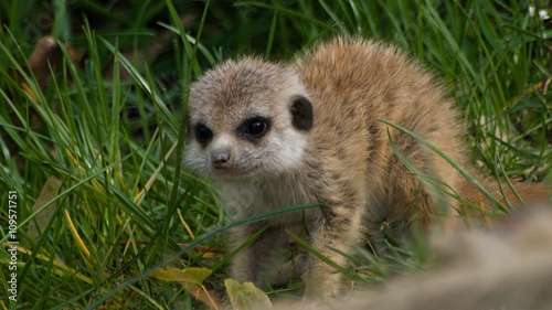 Fotografie, Obraz Little meerkats in grass