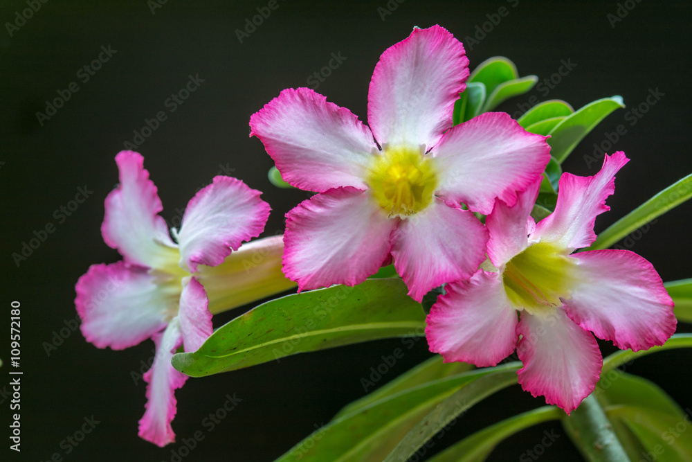 Fototapeta premium Desert Rose, Impala Lil, Mock Azalea