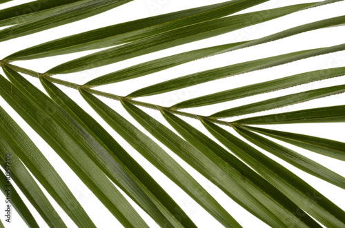 Green leaves for background