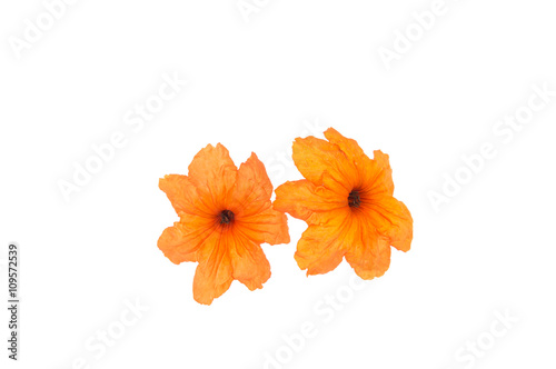 cordia sebestena flowers Isolate on white background. photo