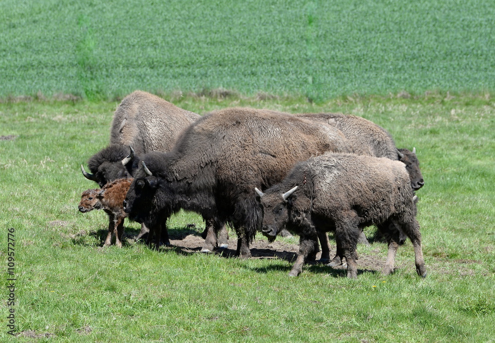 Willkomen, Bisons begrüßen neugeborenes Kalb Willkomen, Bisons begrüßen neugeborenes Kalb