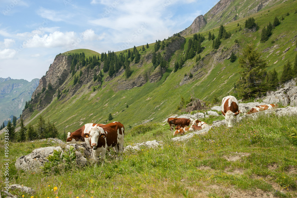 The cow flock feed on cattle range in european Alps