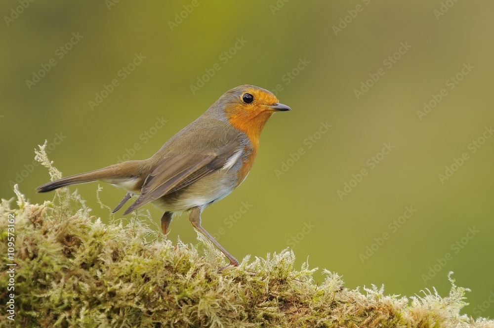 Close-up of little robin sitting on fern Close-up of little robin sitting on fern