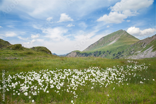 white flowers in an Alpine meadow photo