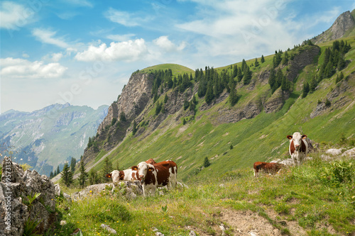 Cows on a summer Alps