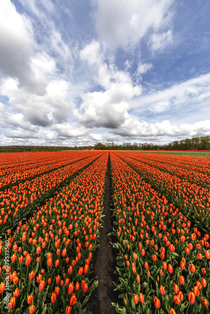 Beautiful pure orange tulip flower farm at Flavoland at tbe North Est of Amsterdam, Netherlands