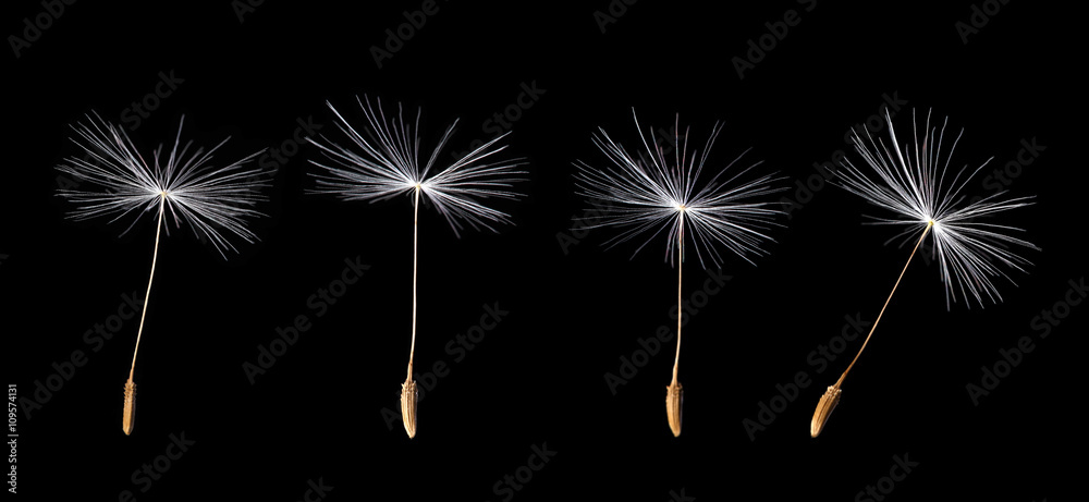 Obraz premium タンポポ/種子