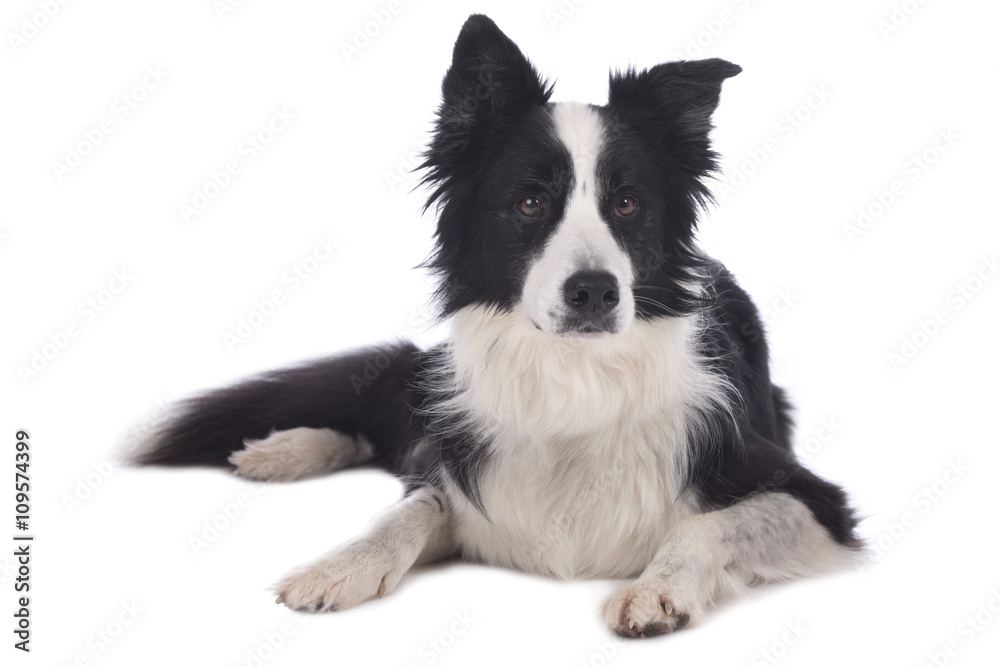 Hübscher Border Collie Hund liegt auf weißem Hintergrund