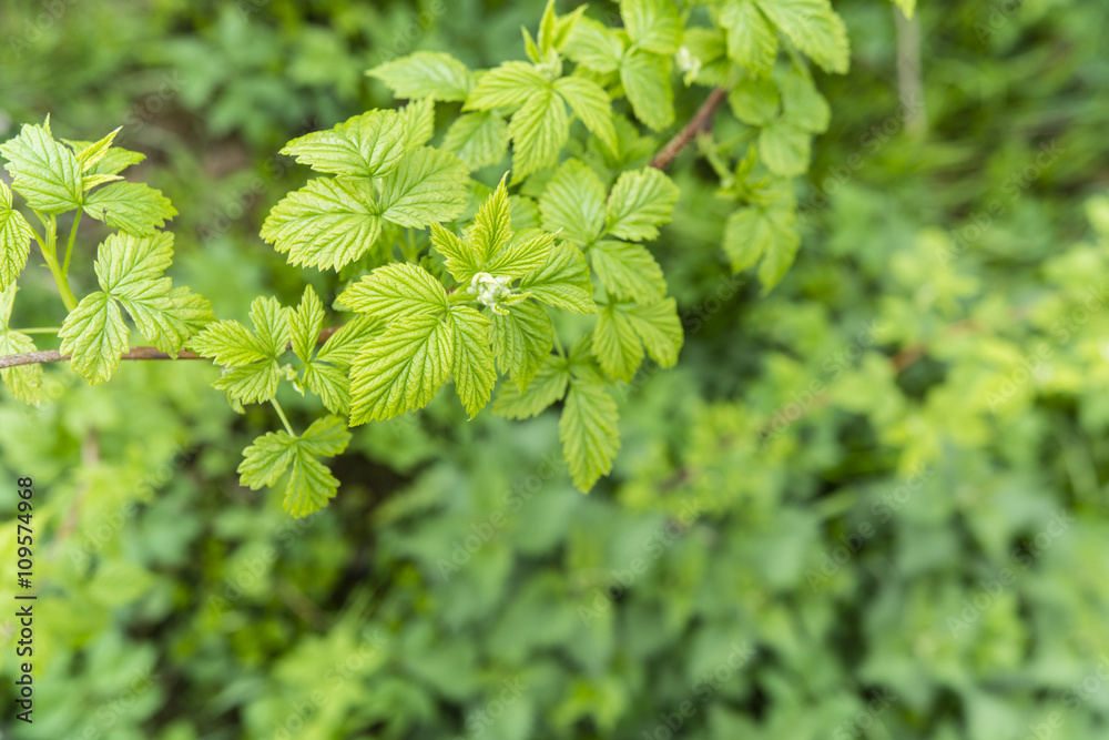 green leaves and a bud flowering raspberry in spring green leaves and a bud flowering raspberry in spring