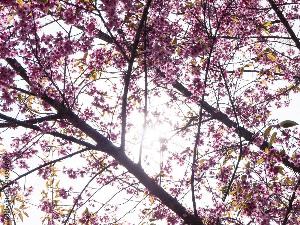 Silhouette of Wild himalayan cherry (Prunus cerasoides) Sakura of Thailand with flare light Silhouette of Wild himalayan cherry (Prunus cerasoides) Sakura of Thailand with flare light