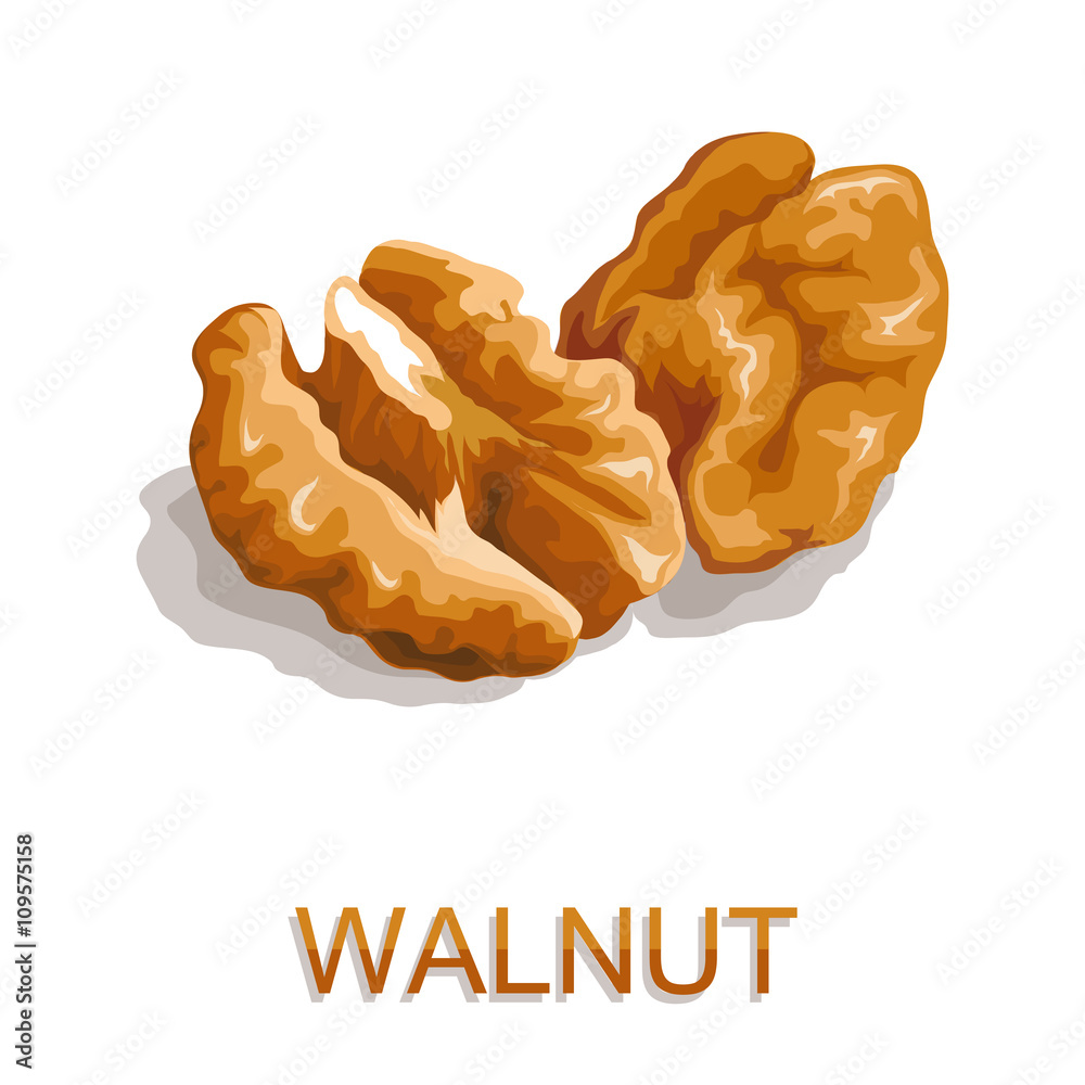 Walnut isolated on white background Walnut isolated on white background