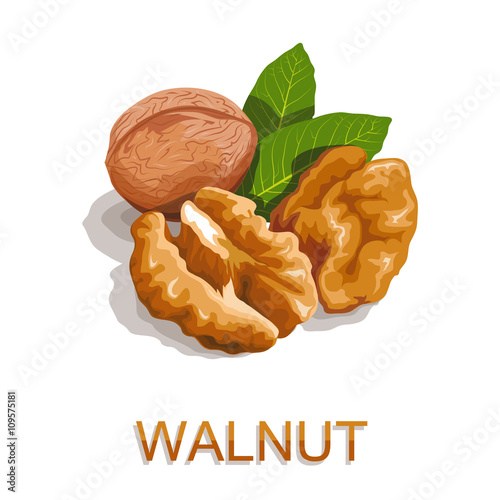 Walnut isolated on white background