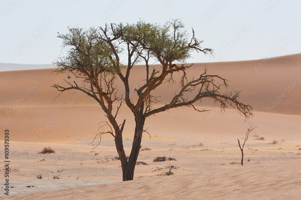 Kameldornbaum in den Sanddünen (Namib-Naukluft-Park)