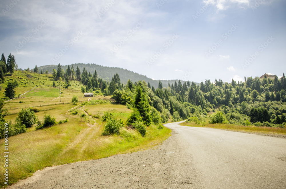 mountain summer landscape. trees near meadow and forest on hills mountain summer landscape. trees near meadow and forest on hills