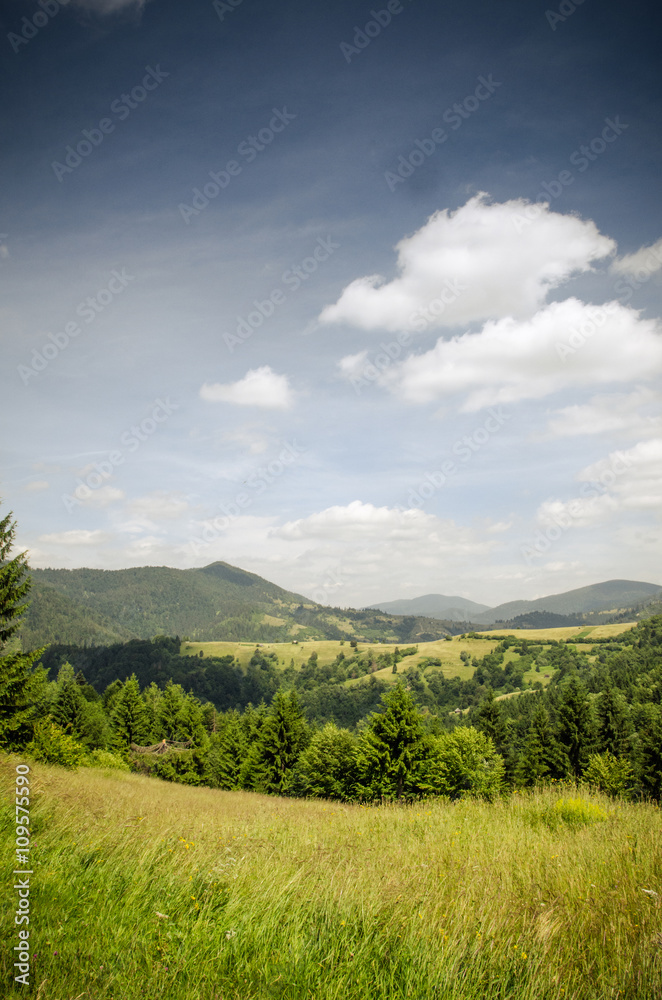 Obraz premium mountain summer landscape. trees near meadow and forest on hills
