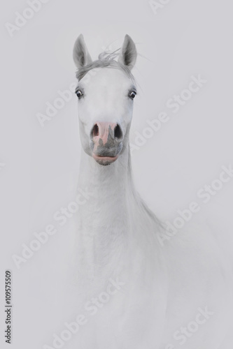 siwy-portret-dystyngowanego-konia