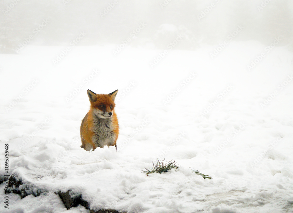 Fototapeta premium Little brown fox