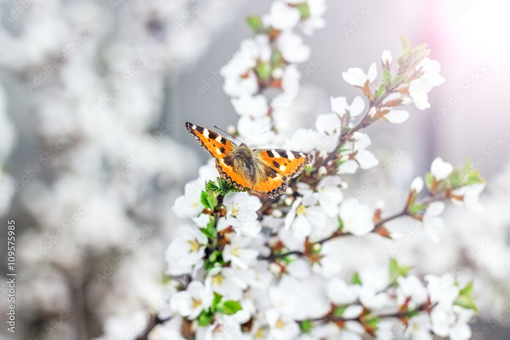 Obraz premium Pink flower of an Oriental cherry and butterfly