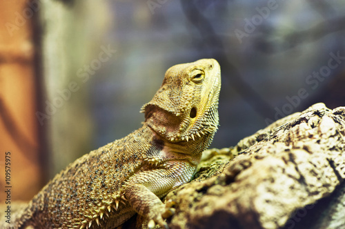 Sleepy brown iguana perched on rock