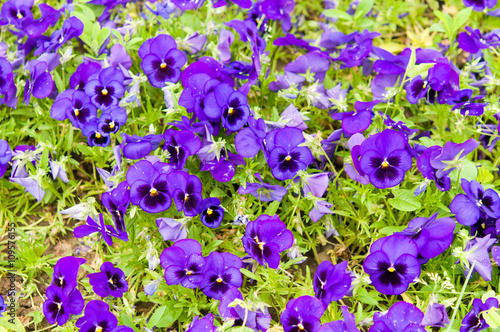 violet flowers in garden