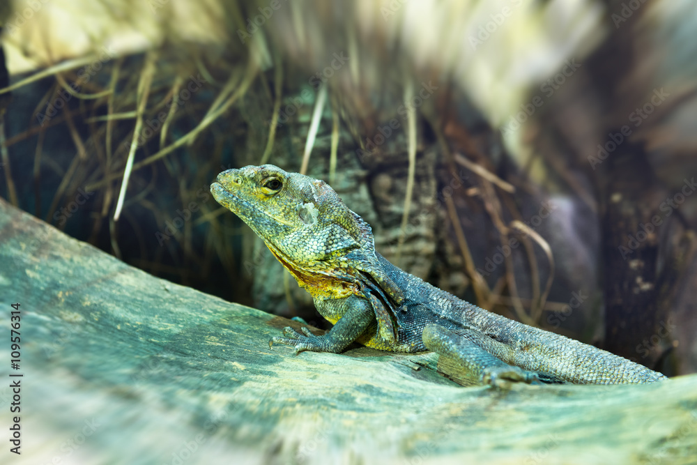 Lizard peeking head up on rock Lizard peeking head up on rock