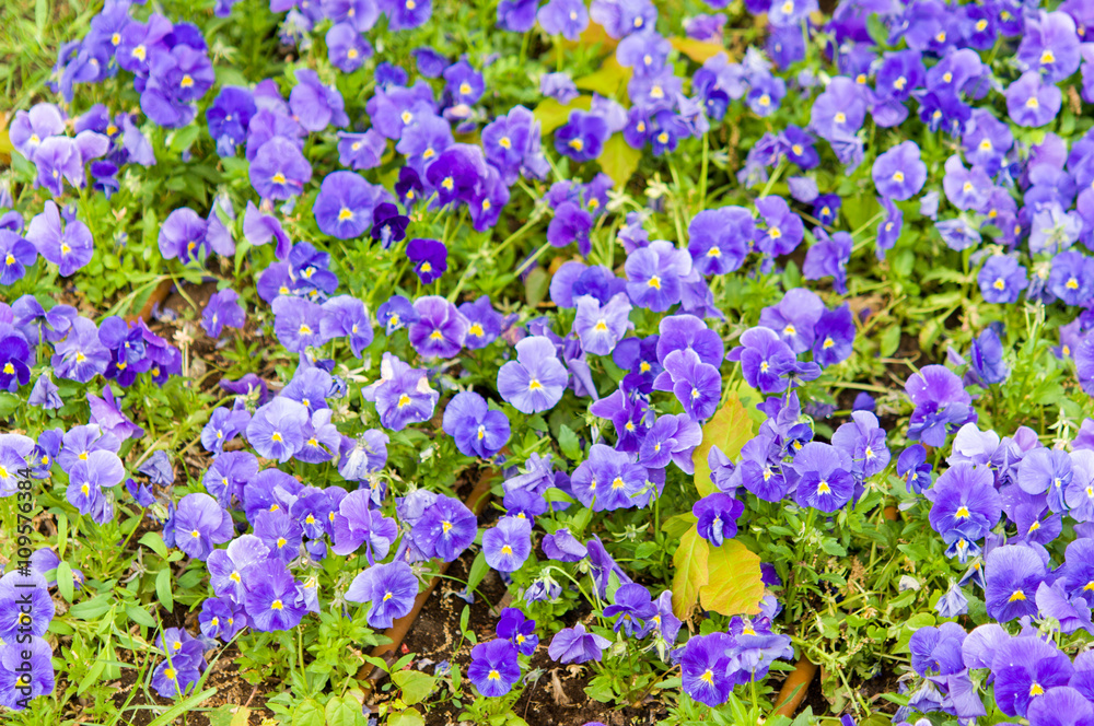 violet flowers in garden violet flowers in garden