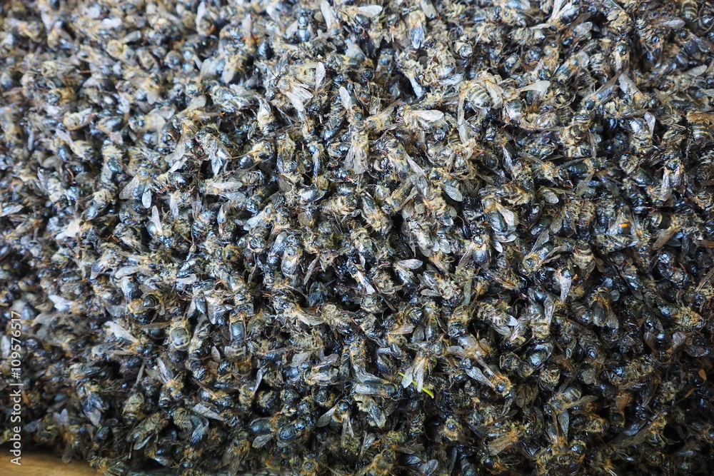 Tas d'abeilles mortes Tas d'abeilles mortes