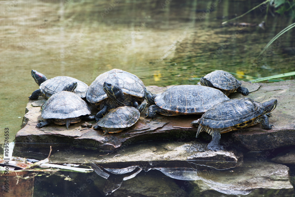 Obraz premium Terrapins sunning themselves on a rock