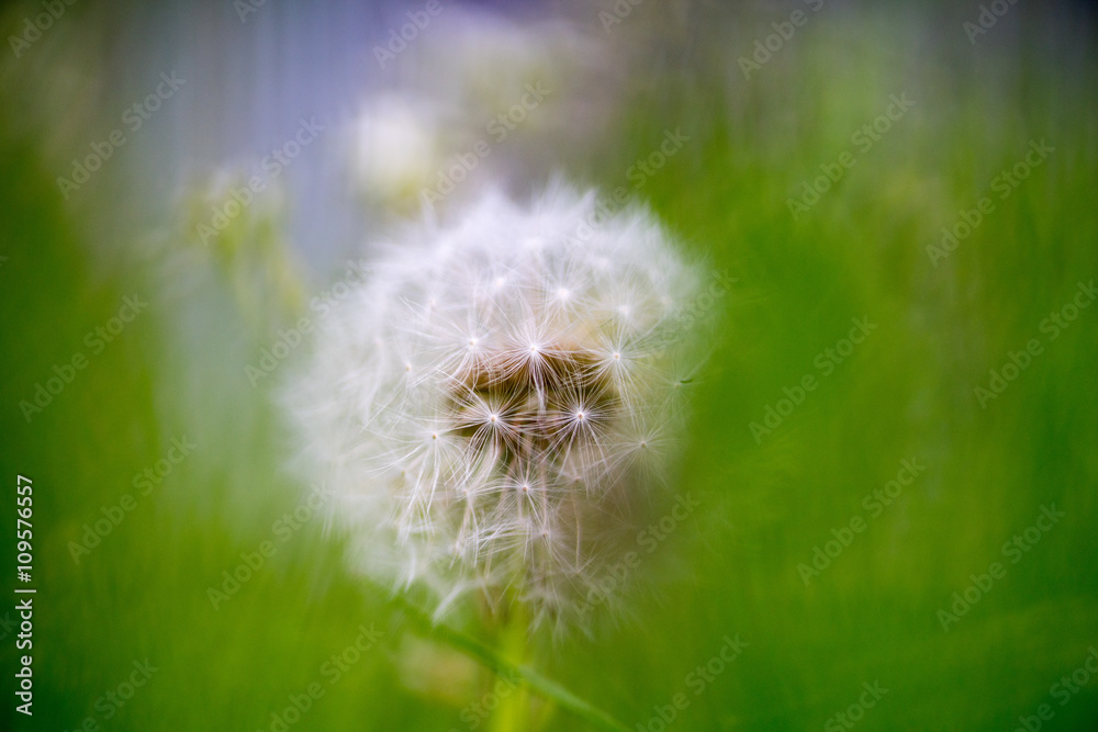 Obraz premium Dandelion seeds