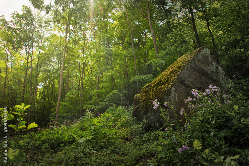 Forest Scene with Moss Rock Forest Scene with Moss Rock