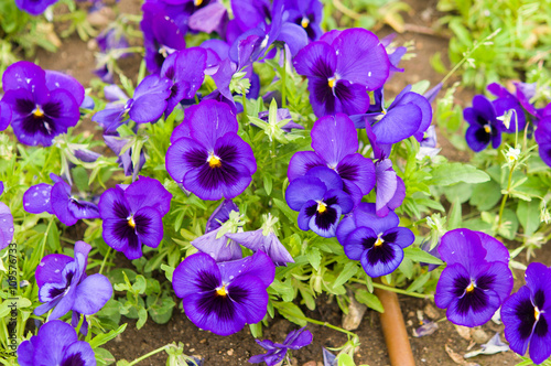 violet flowers in garden