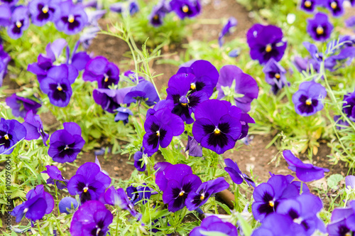 Fototapeta Naklejka Na Ścianę i Meble -  violet flowers in garden