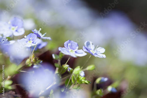 nice flowers