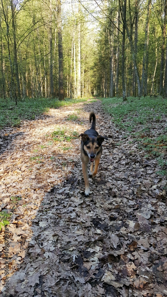 Naklejka premium Pies