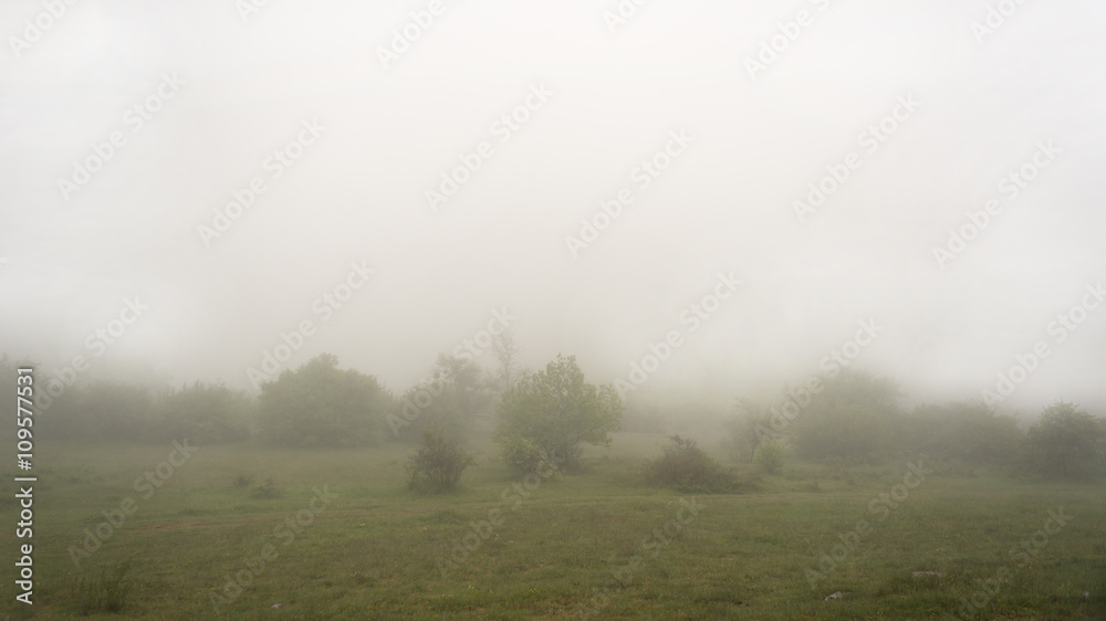 background trees in fog