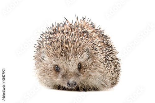 Hedgehog sitting isolated on white background