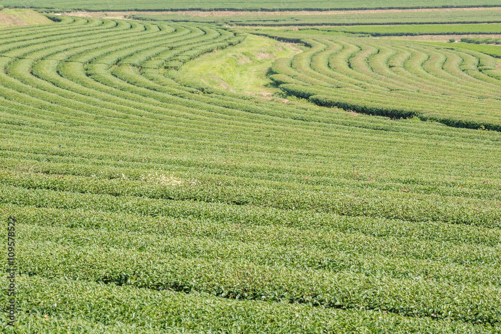 Landscape view of crowd tea bushes in tea plantations.